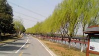 《風兒輕輕與誰牽手》