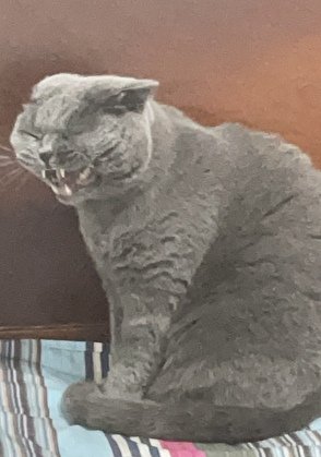 《成為動物後,被叼住了後頸!》